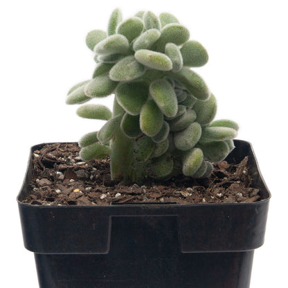 Echeveria Pulvinata Cristata 'Frosty'  100mm