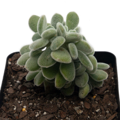 Echeveria Pulvinata Cristata 'Frosty'  100mm