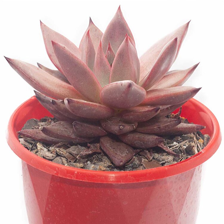 Echeveria Romeo Rubin - Pink