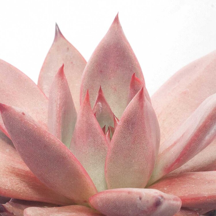 Echeveria Romeo Rubin - Pink