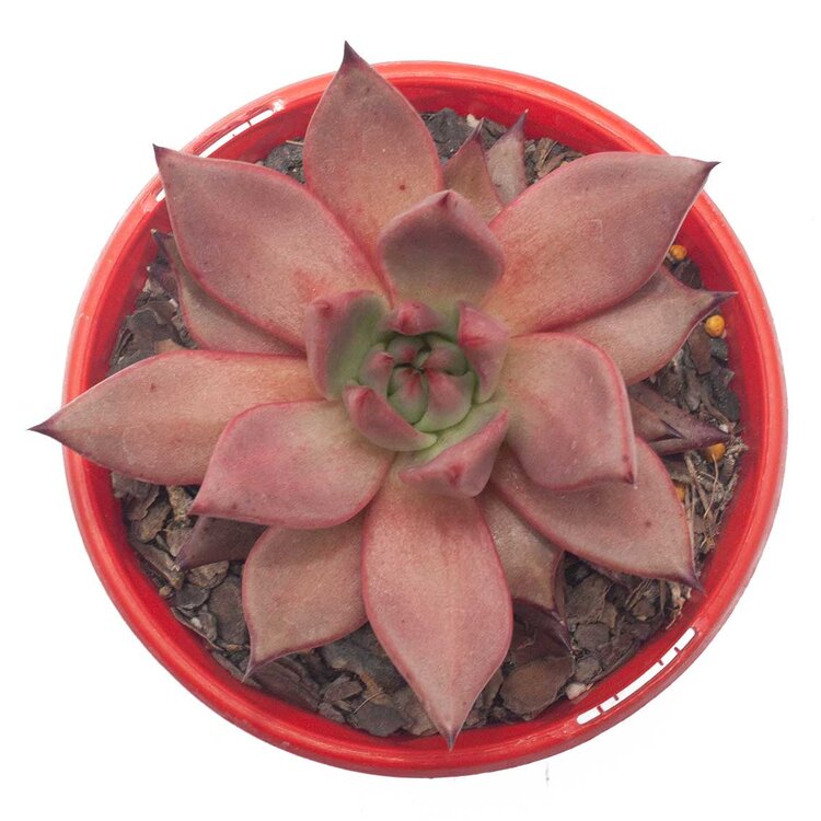 Echeveria Romeo Rubin - Pink