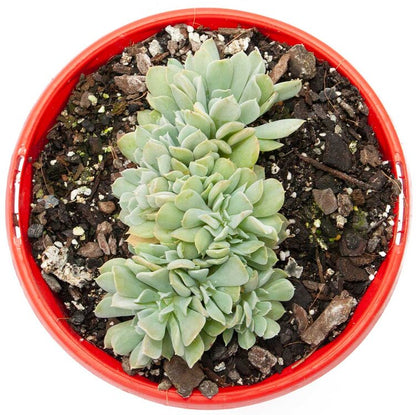 Echeveria Topsy Turvy - Crested