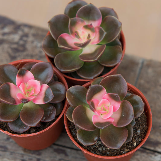 Echeveria Chroma