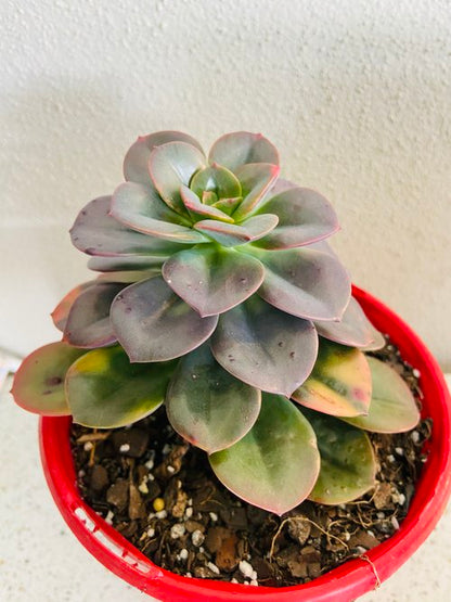 Echeveria Chroma