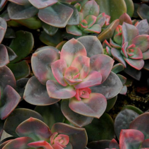 Echeveria Chroma