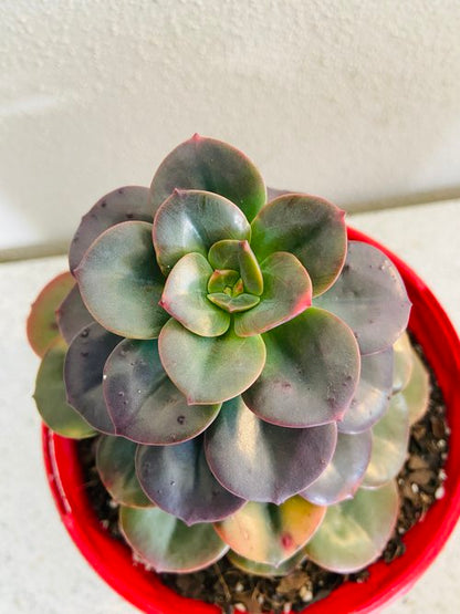 Echeveria Chroma