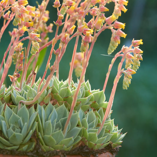 Echeveria Elegans "Mexican Snowball"