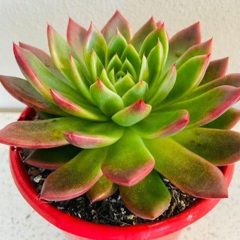 Echeveria Elina