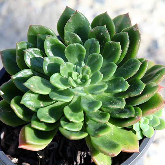 Echeveria Marcus – Succulents World