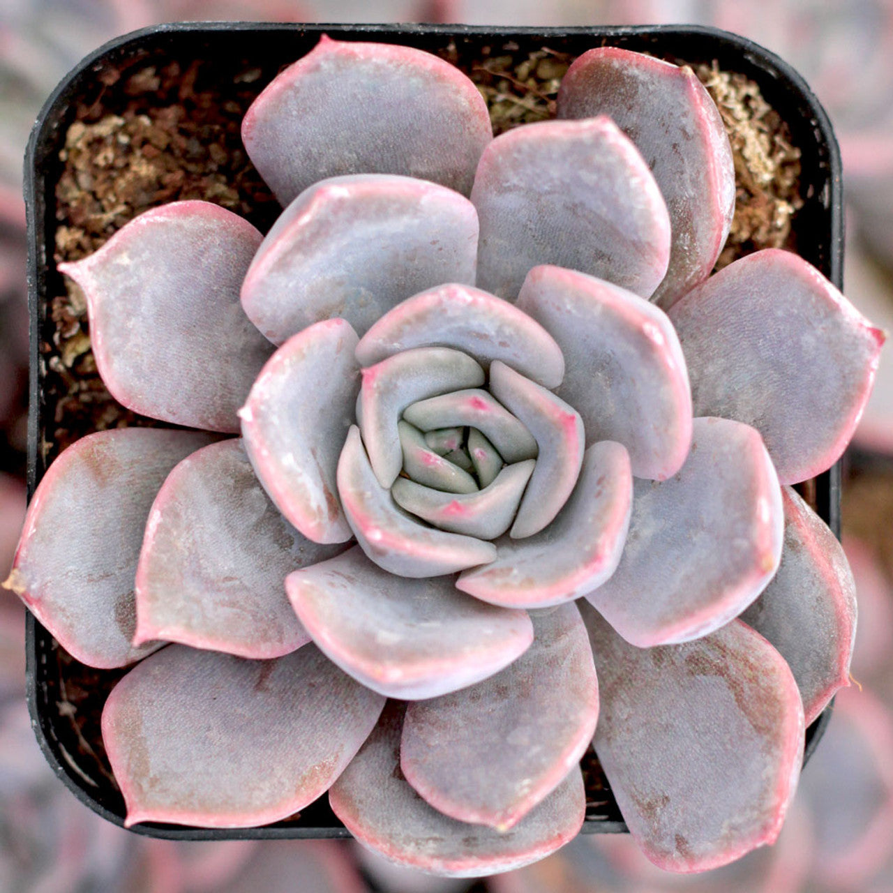 Echeveria Orion