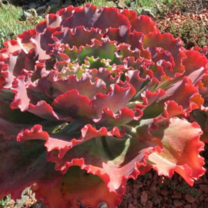 Echeveria Zorro