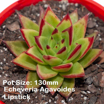 Echeveria  Value Buster Pack - 1