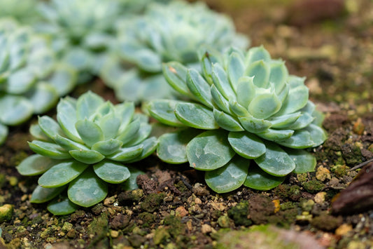 Echeveria Elegans "Mexican Snowball"