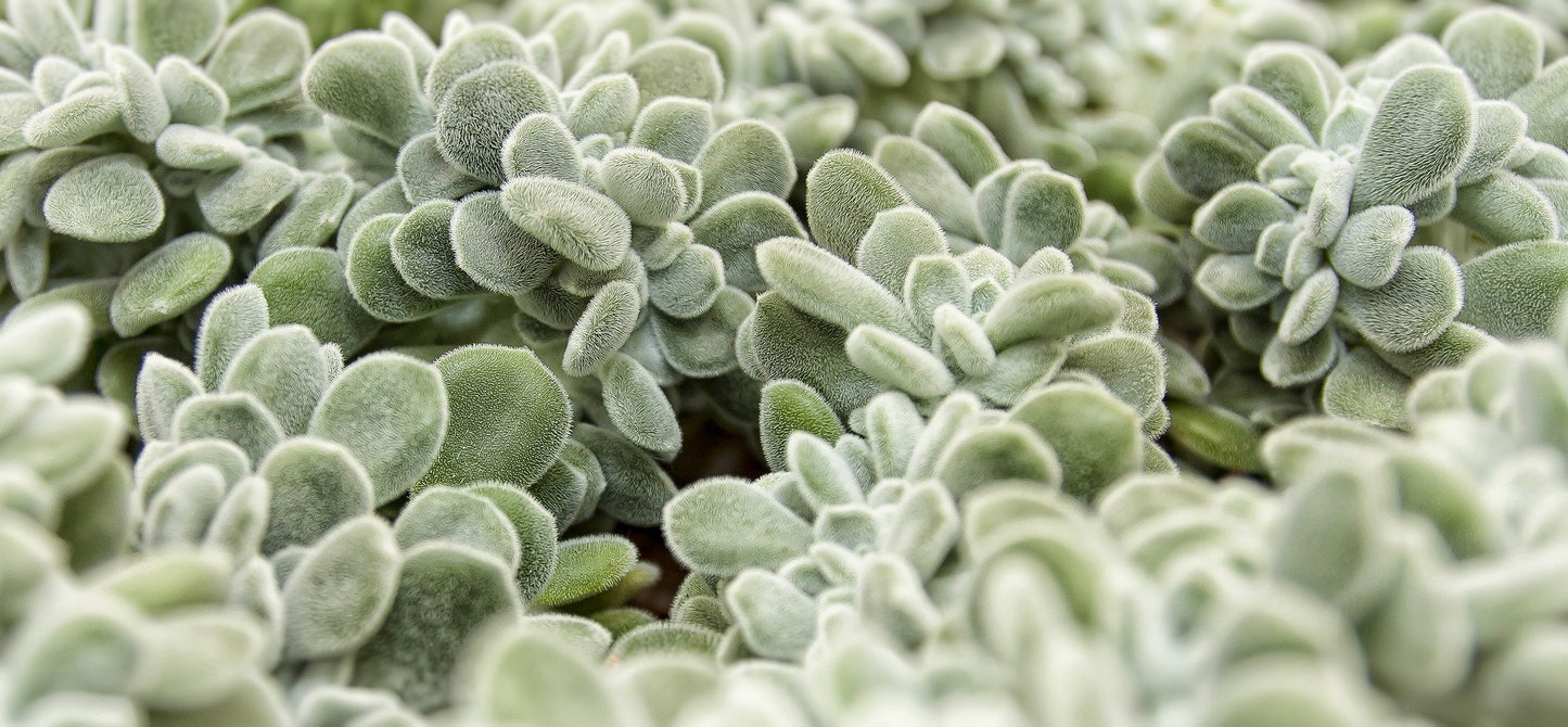Echeveria Pulvinata Cristata 'Frosty'  100mm