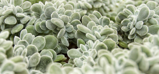 Echeveria Pulvinata Cristata 'Frosty'  100mm
