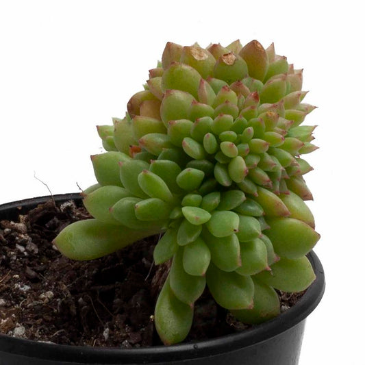 Echeveria Crested  130mm