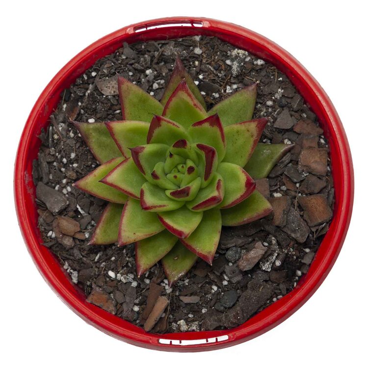 Echeveria Agavoides Lipstick Succulents World