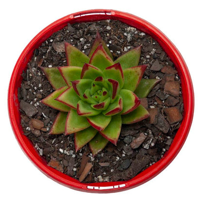 Echeveria Agavoides Lipstick