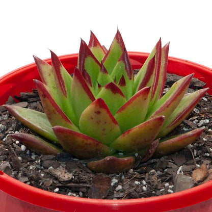 Echeveria Agavoides Lipstick