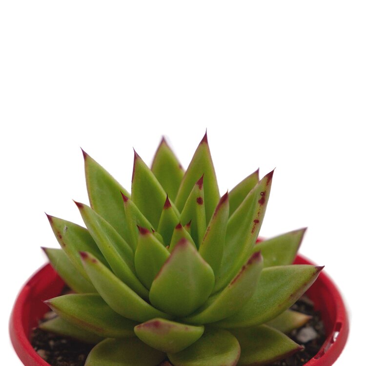 Echeveria Agavoides Lipstick