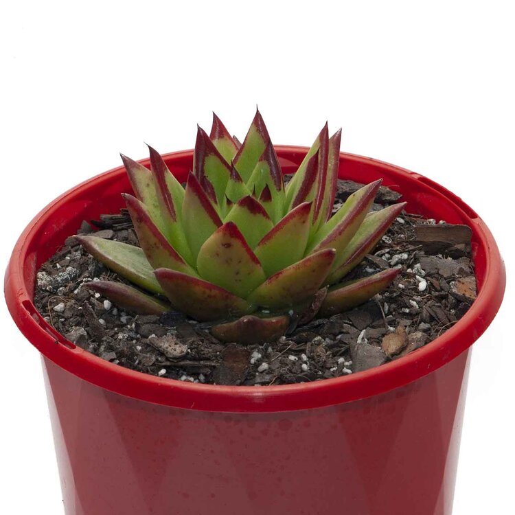 Echeveria Agavoides Lipstick