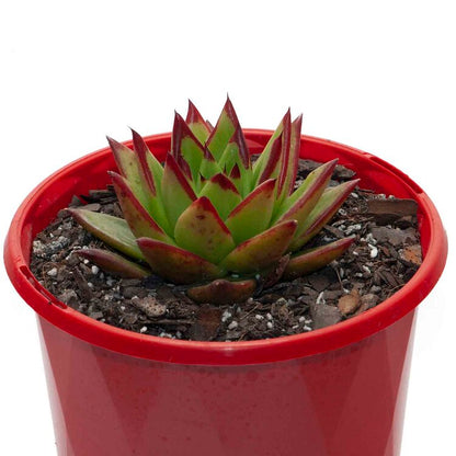 Echeveria Agavoides Lipstick