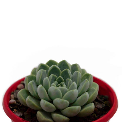 Echeveria Albicans