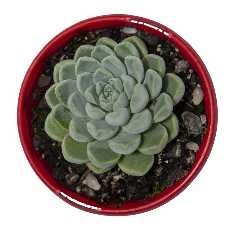 Echeveria Albicans