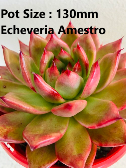 Echeveria  Value Buster Pack