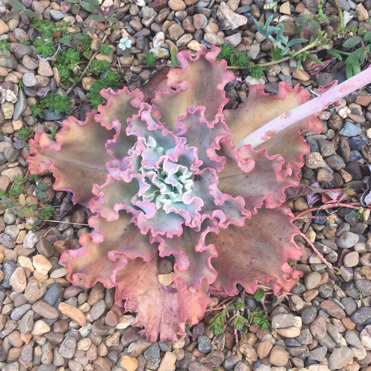 Echeveria Curls