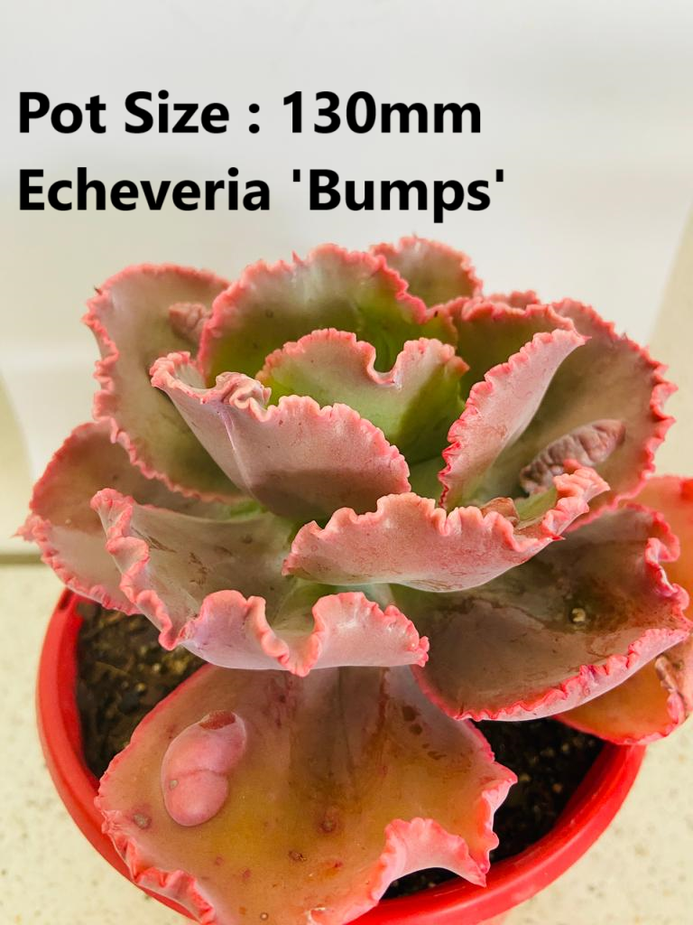 Echeveria  Value Buster Pack