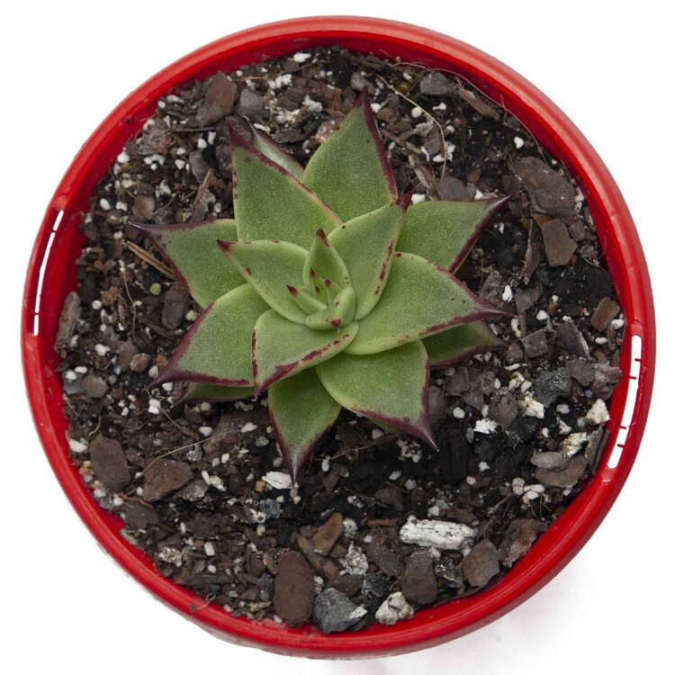 Echeveria Ebony