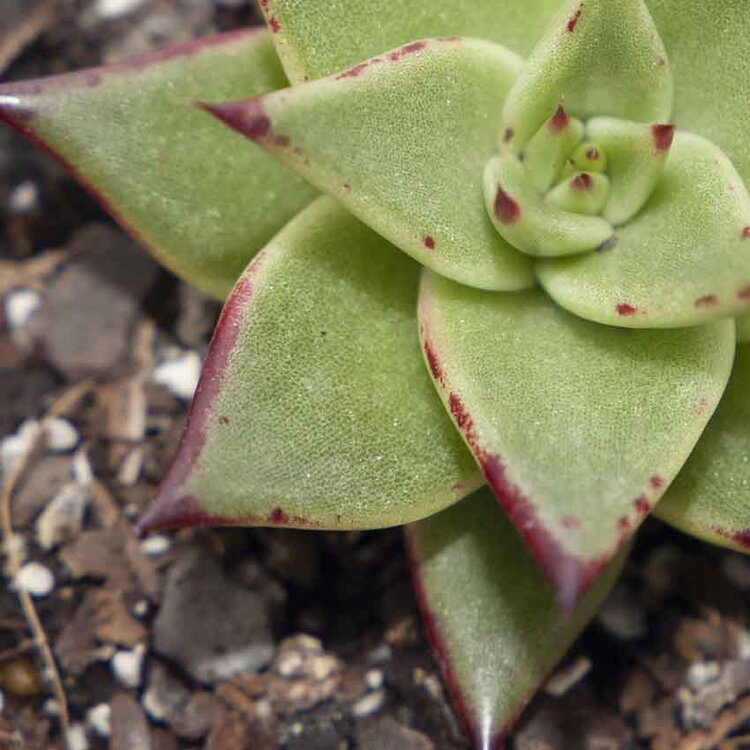 Echeveria Ebony