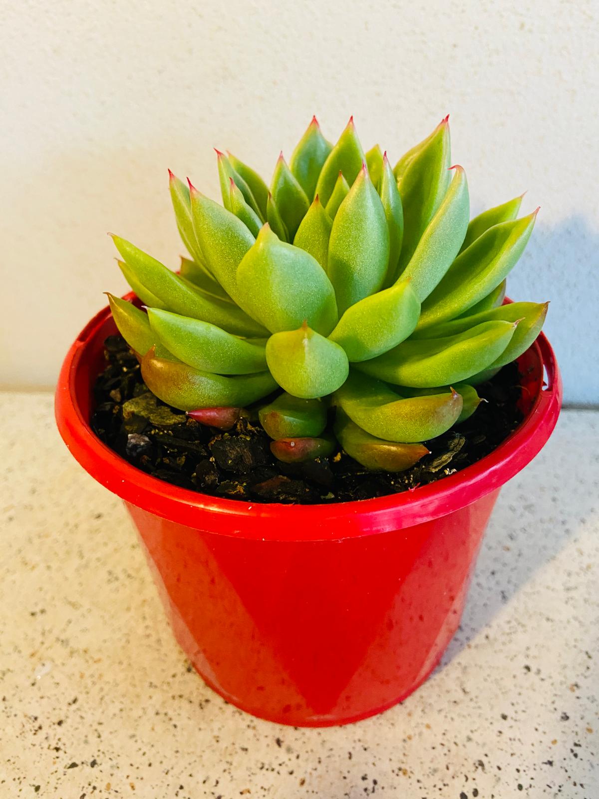 Echeveria Frank 130mm
