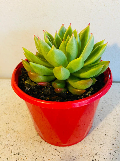 Echeveria Frank 130mm
