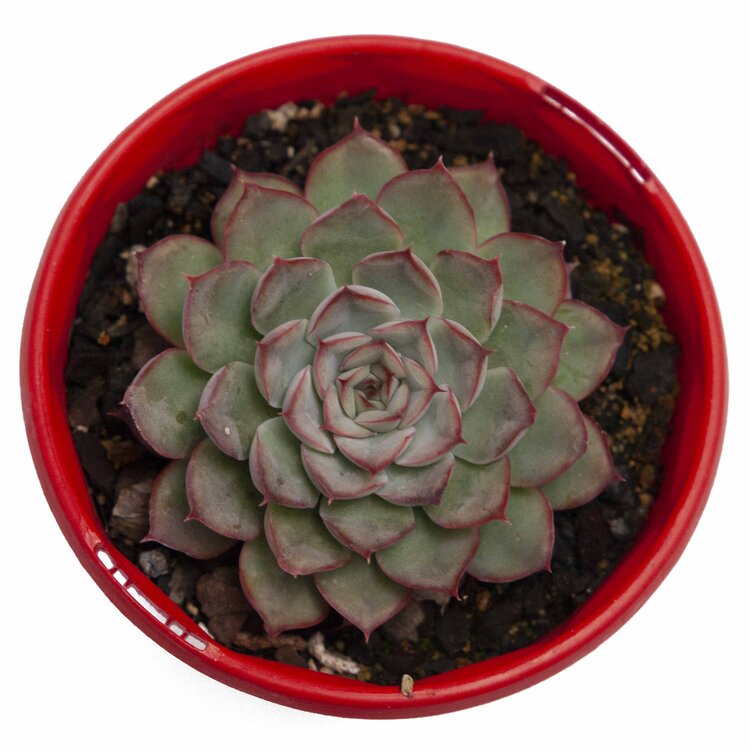 Echeveria Hercules