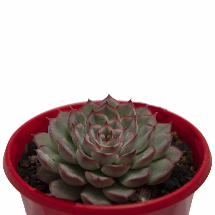 Echeveria Hercules