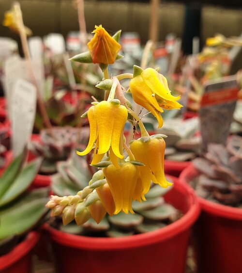 Echeveria Hercules My Store