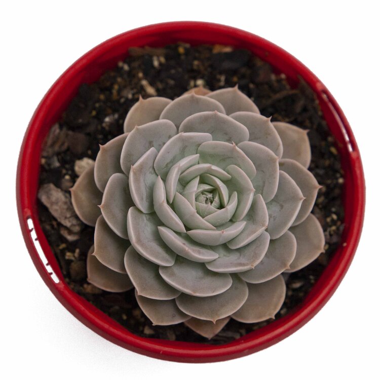 Echeveria Holy Gate