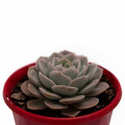 Echeveria Holy Gate