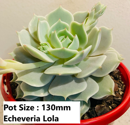 Echeveria  Value Buster Pack