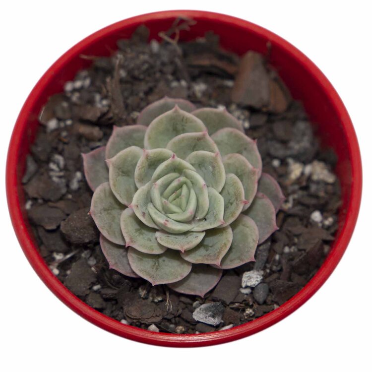 Echeveria Onslow