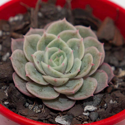 Echeveria Onslow