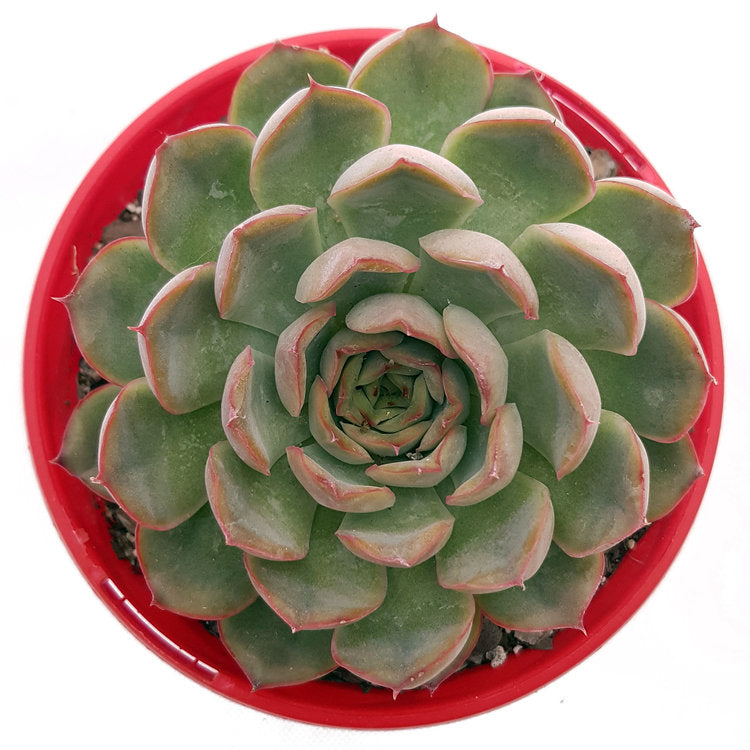 Echeveria Orion