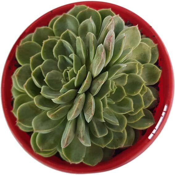 Echeveria Potosina