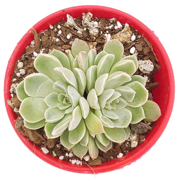 Echeveria Potosina