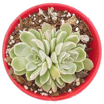 Echeveria Potosina