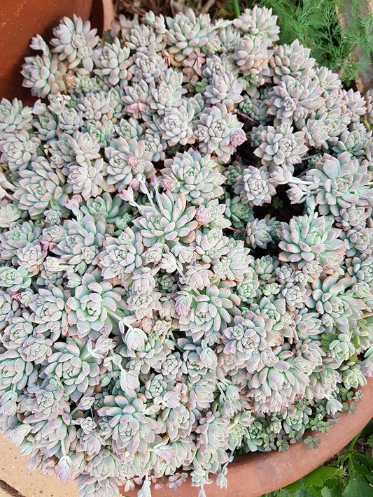 Echeveria Prolifera  - Cutting