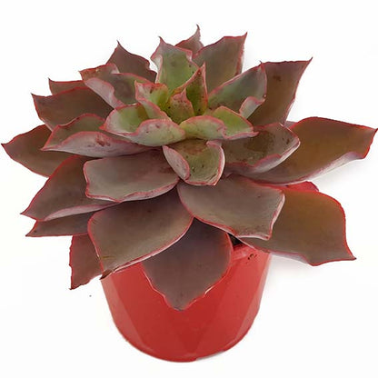 Echeveria Purple Afterglow