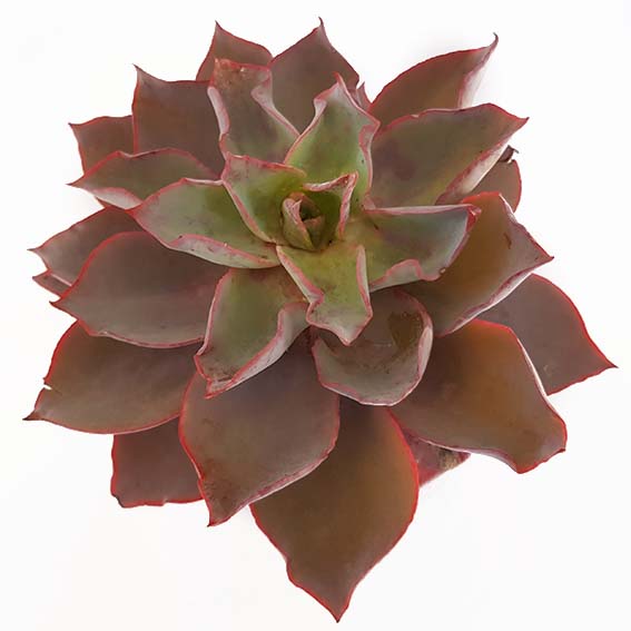 Echeveria Purple Afterglow